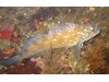 Photo of Hexagrammos decagrammus